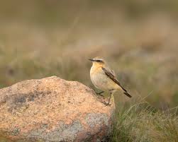 Attēlu rezultāti vaicājumam “Oenanthe oenanthe”