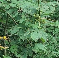 Attēlu rezultāti vaicājumam “Rhytisma acerinum”