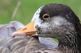 Attēlu rezultāti vaicājumam “Anser anser”