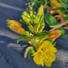 Image result for Oenothera biennis