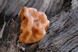 Attēlu rezultāti vaicājumam “Gyromitra gigas”