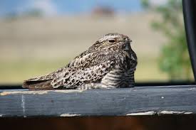 Image result for Chordeiles minor