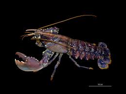 Image result for Homarus gammarus
