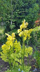 Attēlu rezultāti vaicājumam “Thalictrum flavum flower”