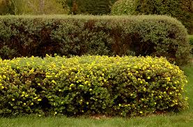 Attēlu rezultāti vaicājumam “Pentaphylloides fruticosa flower”