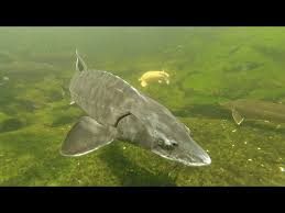 Image result for Huso brevirostrum