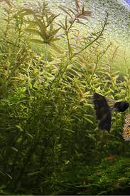 Attēlu rezultāti vaicājumam “Lemna minor”