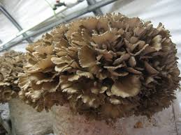 Attēlu rezultāti vaicājumam “Grifola frondosa”