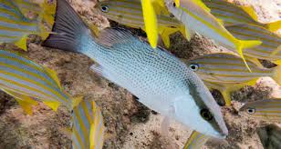 Image result for Lutjanus griseus