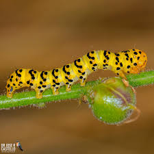 Attēlu rezultāti vaicājumam “Cucullia lucifuga larva”