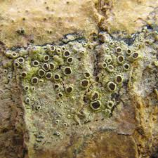 Attēlu rezultāti vaicājumam “Lecanora argentata”