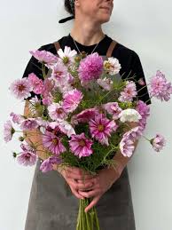 Image result for Cosmos bipinnatus `Double Click`