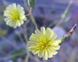 Attēlu rezultāti vaicājumam “Lactuca sativa flower”