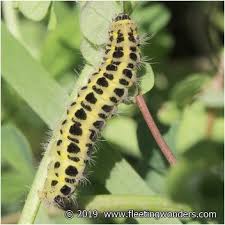 Attēlu rezultāti vaicājumam “Zygaena cocoon”