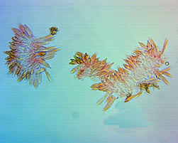 Attēlu rezultāti vaicājumam “Hypocrea pulvinata”