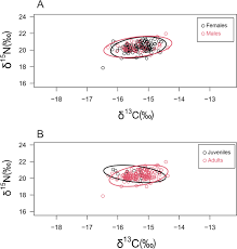 Image result for Rhizoprionodon longurio