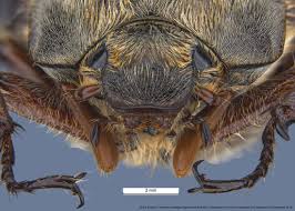 Attēlu rezultāti vaicājumam “Melolontha melolontha”