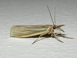 Attēlu rezultāti vaicājumam “Crambus pratella”