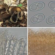 Attēlu rezultāti vaicājumam “Otidea bufonia”