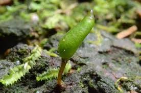 Attēlu rezultāti vaicājumam “Buxbaumia viridis”