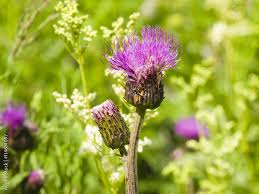 Attēlu rezultāti vaicājumam “Cirsium heterophyllum flower”