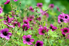 Image result for Geranium `Sandrine`