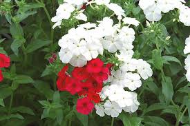 Image result for Phlox drummondii