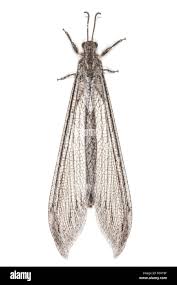 Attēlu rezultāti vaicājumam “Myrmeleontidae imago”