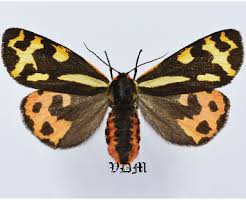 Attēlu rezultāti vaicājumam “Arctiidae”