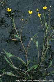 Attēlu rezultāti vaicājumam “Ranunculus flammula”