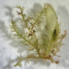 Attēlu rezultāti vaicājumam “Cephalozia bicuspidata”