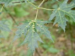 Attēlu rezultāti vaicājumam “Vasates quadripedes”