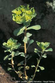 Attēlu rezultāti vaicājumam “Euphorbia helioscopia”