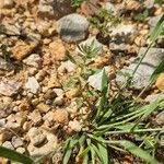 Attēlu rezultāti vaicājumam “Acinos arvensis leaf”