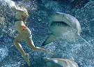 shark attacks on humans