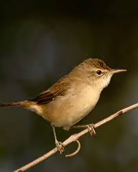 Attēlu rezultāti vaicājumam “Acrocephalus dumetorum”