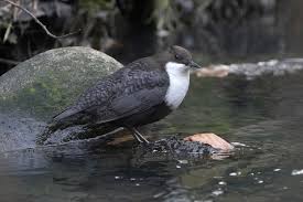 Attēlu rezultāti vaicājumam “Cinclus cinclus”