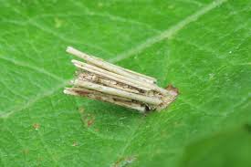 Attēlu rezultāti vaicājumam “Psyche casta larva”