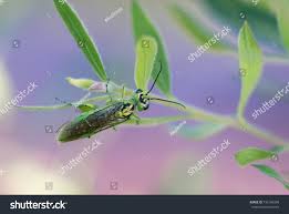 Attēlu rezultāti vaicājumam “Rhogogaster viridis”