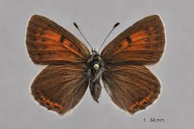 Attēlu rezultāti vaicājumam “Lycaena hippothoe”