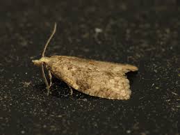 Attēlu rezultāti vaicājumam “Capua vulgana”