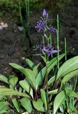 Attēlu rezultāti vaicājumam “Swertia perennis flower”
