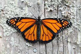Image result for monarch butterfly