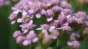 Attēlu rezultāti vaicājumam “Achillea salicifolia flower”