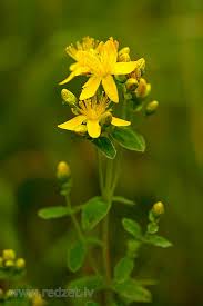 Attēlu rezultāti vaicājumam “Hypericum maculatum flower”