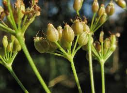 Image result for Pimpinella saxifraga