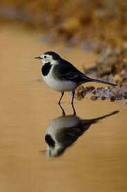 Attēlu rezultāti vaicājumam “Motacillidae”