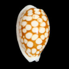 Attēlu rezultāti vaicājumam “Cribraria piriformis young”