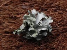 Attēlu rezultāti vaicājumam “Hypotrachyna sp.”