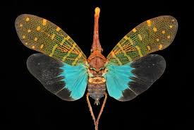 Attēlu rezultāti vaicājumam “Fuligo licentii macro”